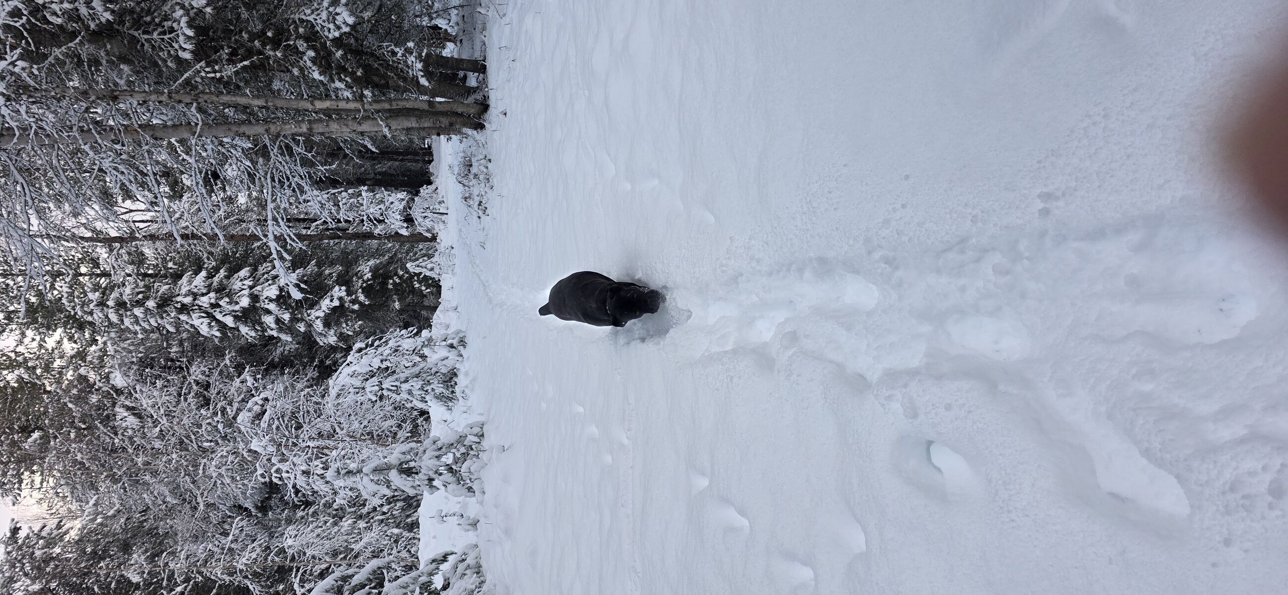 Winter trail through the property