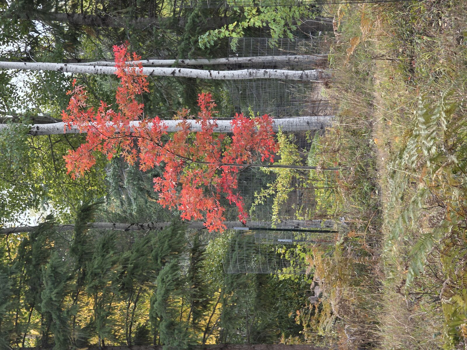 Red maple in the aspen grove